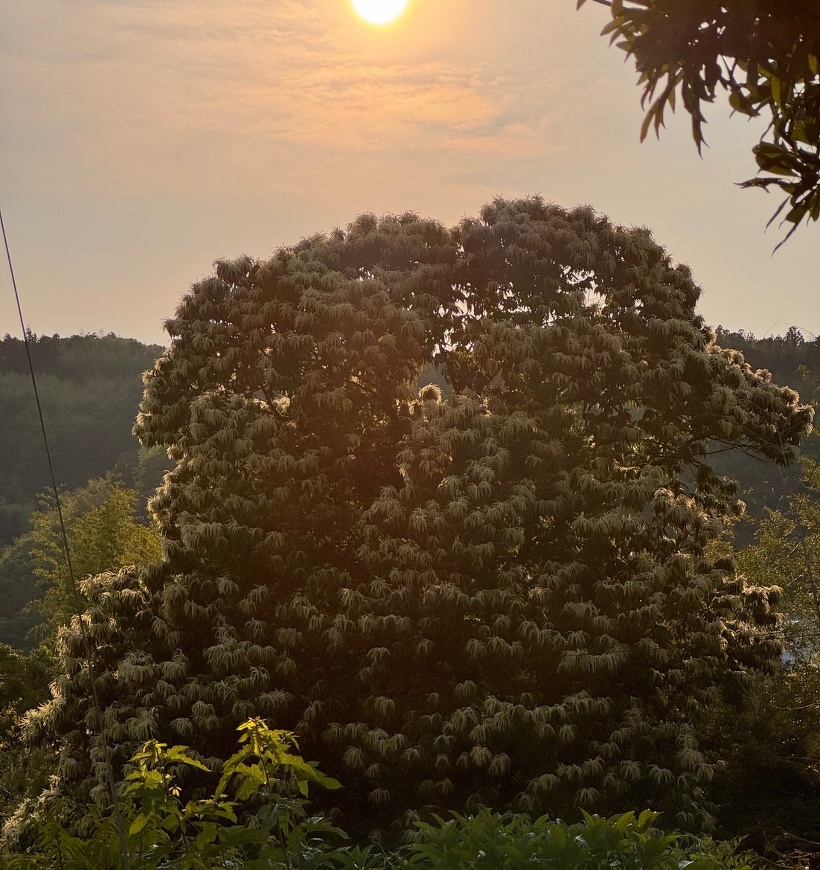 夕日に照らされた栗の木