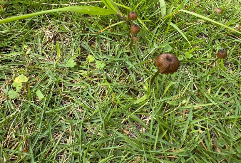 芝生に生えた茶色いキノコ