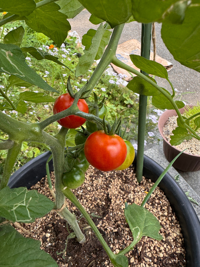 赤くなったトマトがなっている