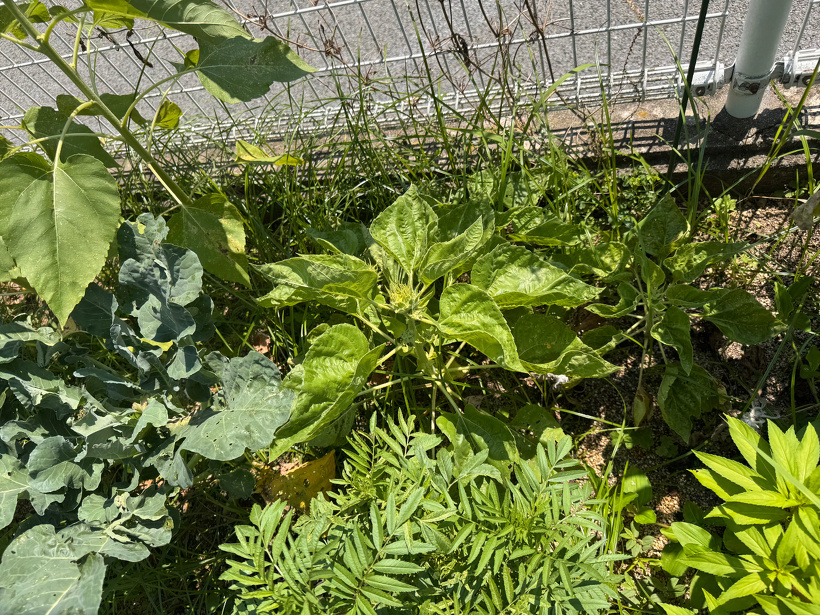 小さなひまわり