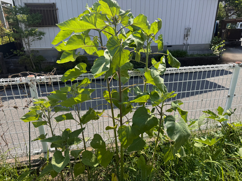 大きなひまわり