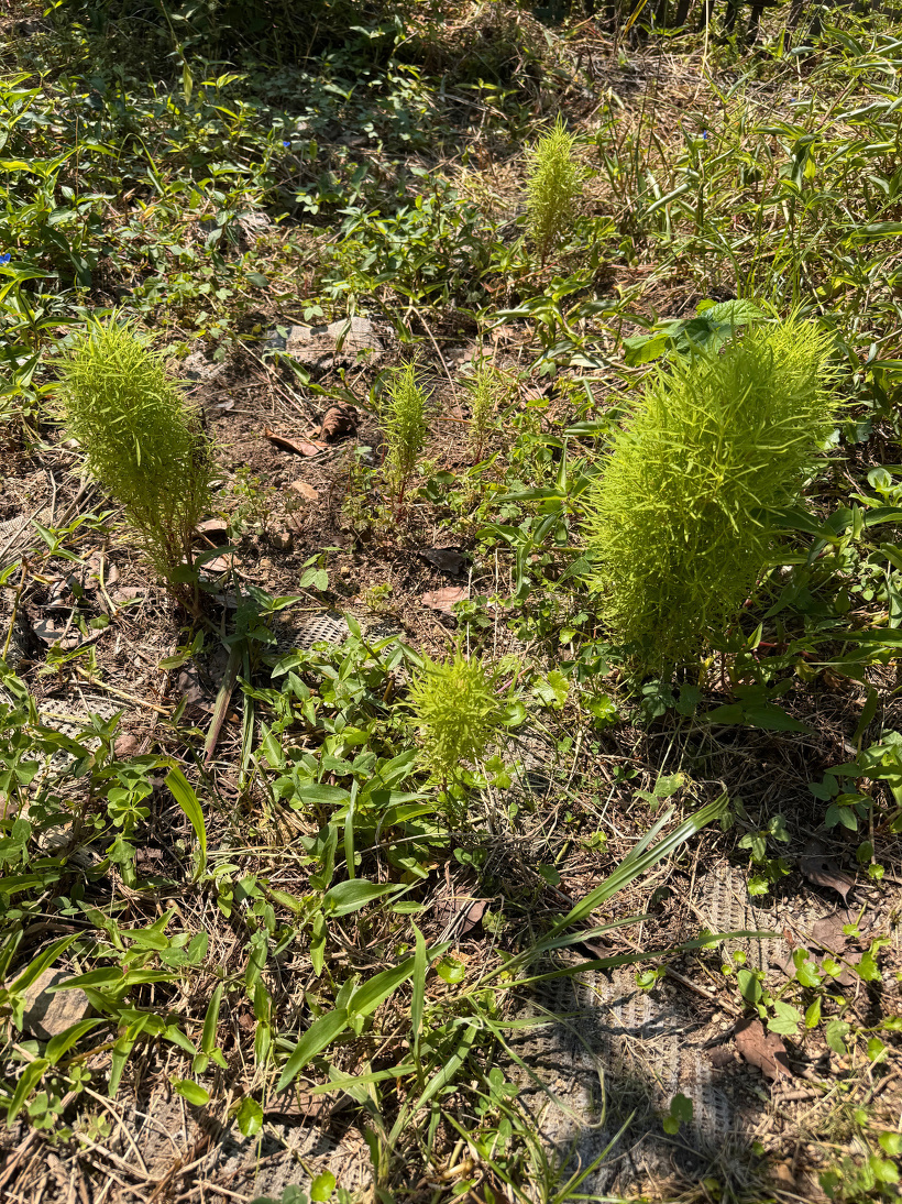 雑草の中の数本のコキア