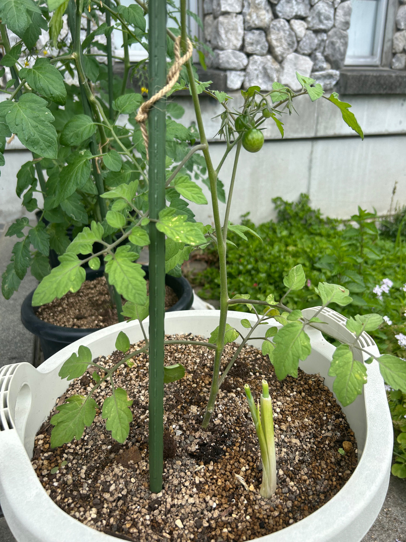 トマトとネギを一緒に植えている鉢