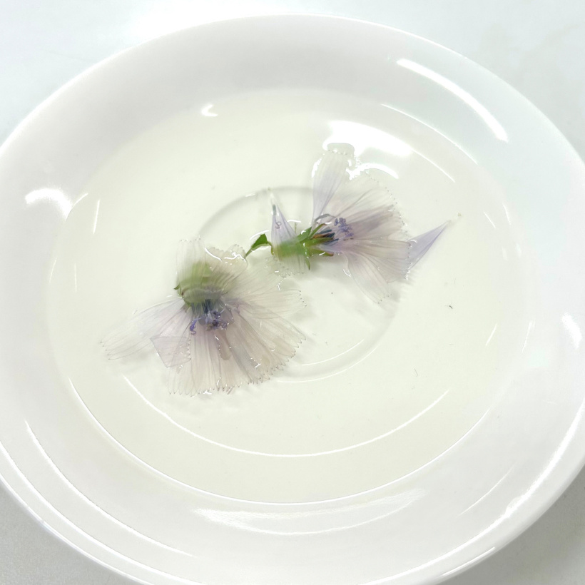 水を貼ったお皿に浮かべた2つのチコリの花。花びらの色が抜けている。