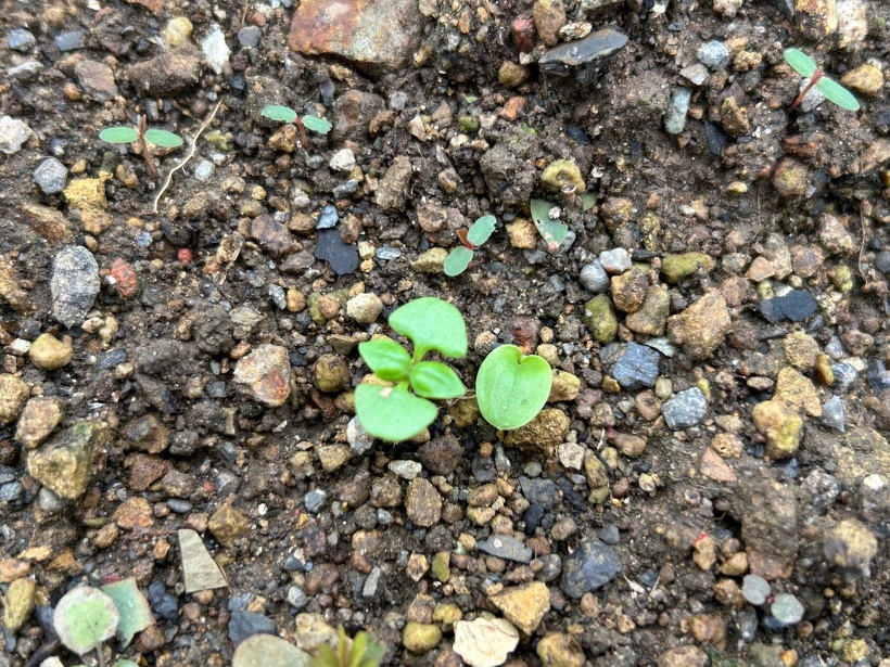 裏庭の畑に発芽したバジル