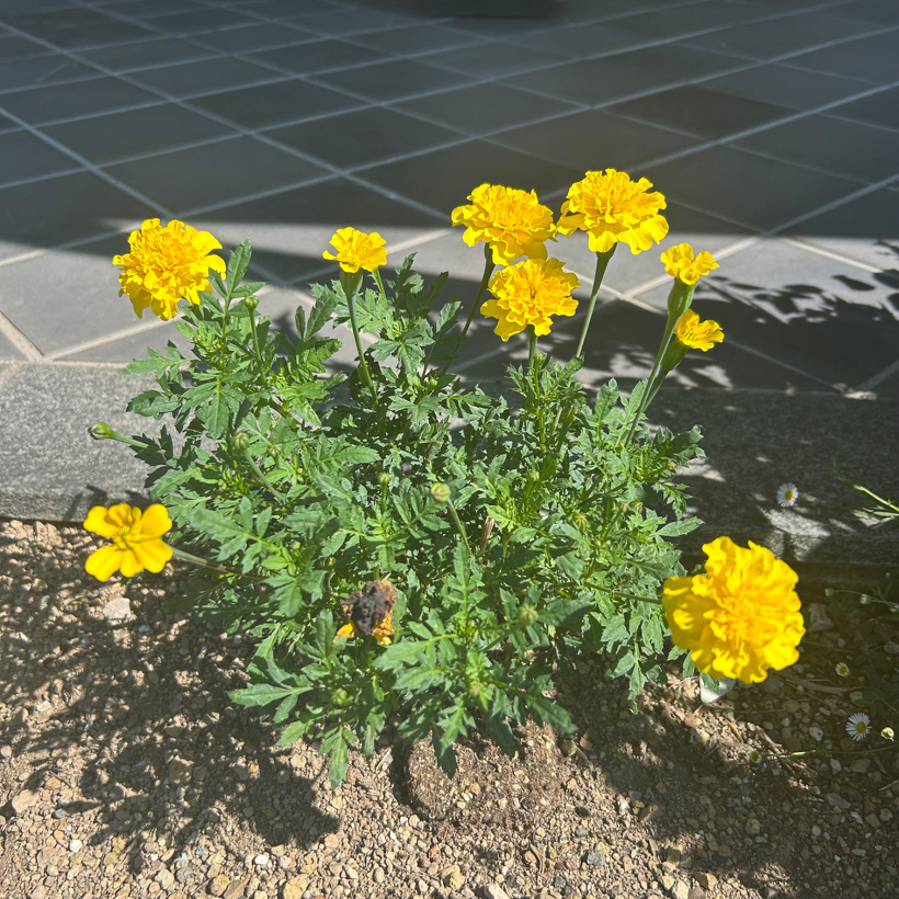 花壇に咲く黄色いマリーゴールドの花