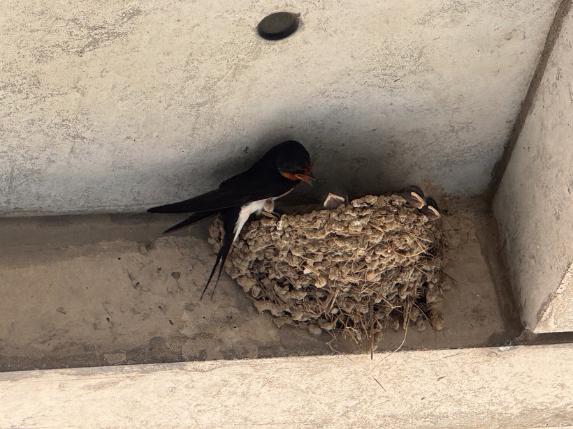 ツバメの巣に親鳥とひながいる