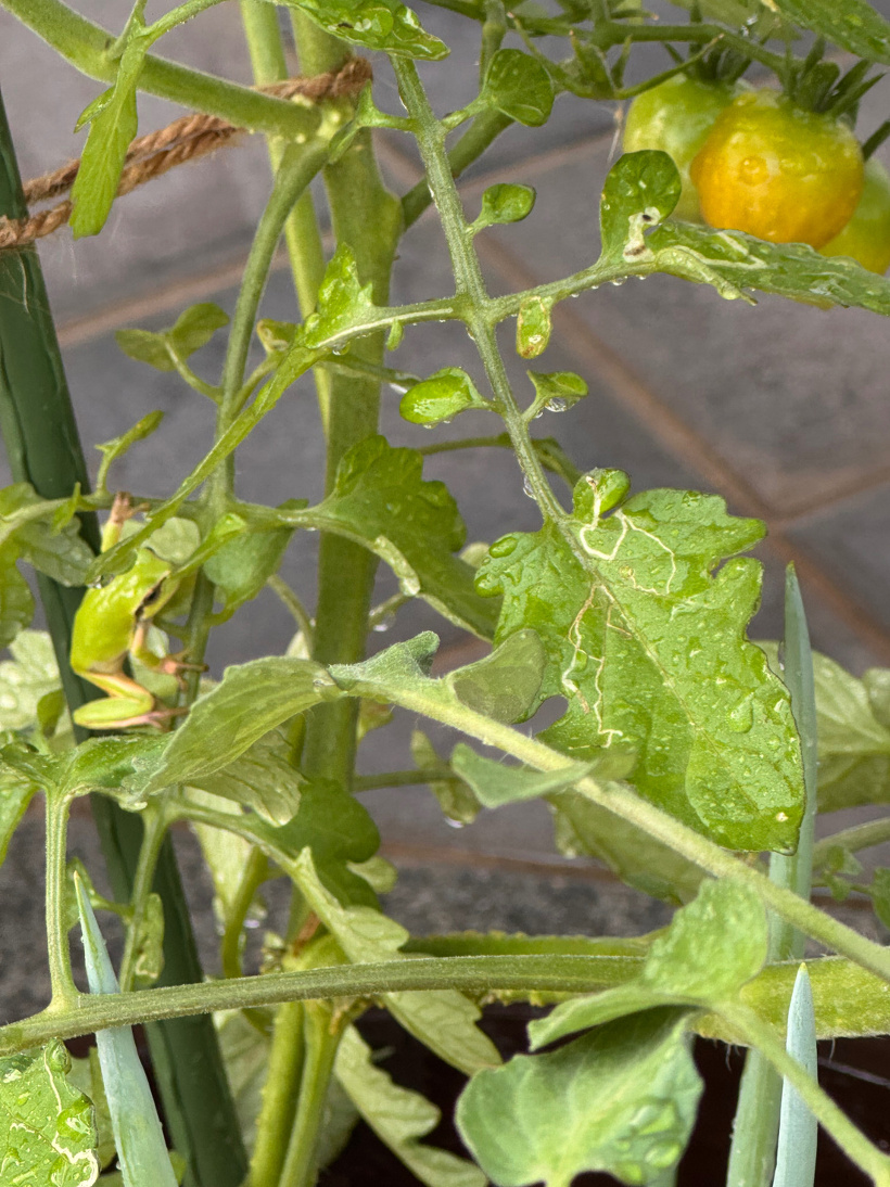トマトの苗にかえるがいる
