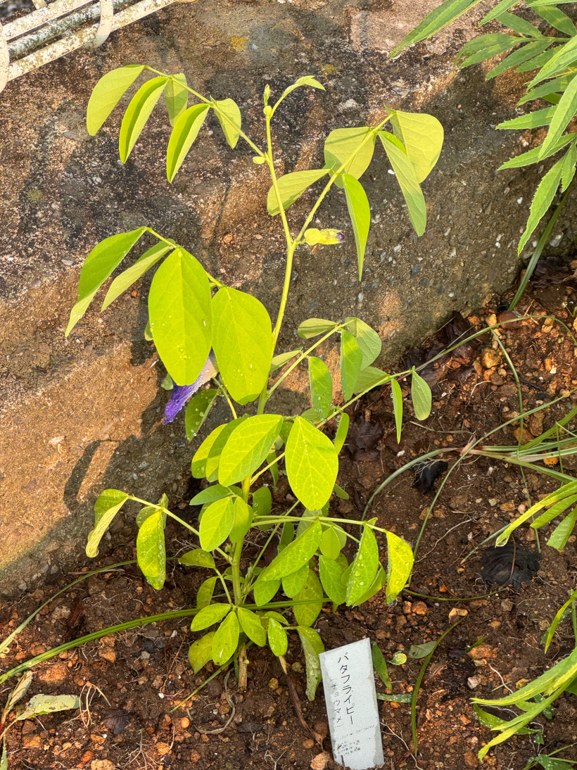 バタフライピーが植わっている