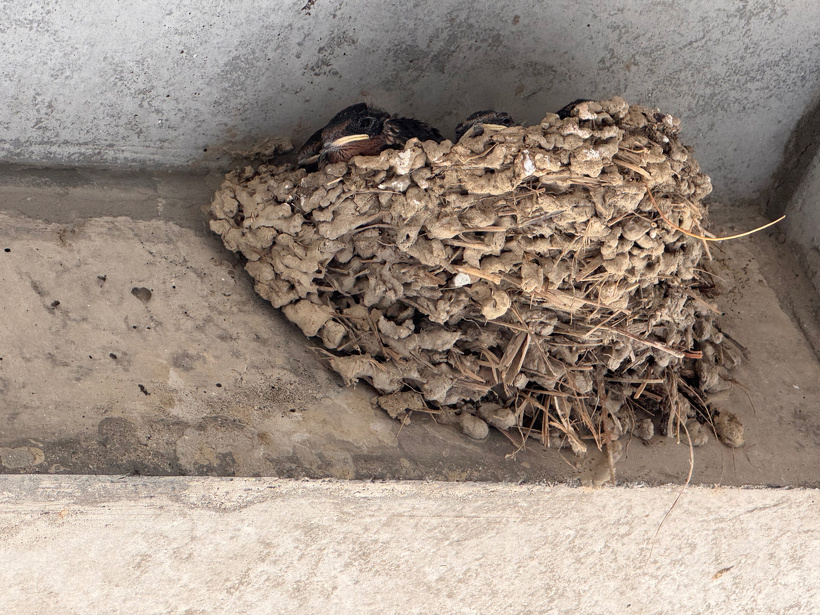 ツバメの巣にひながいる