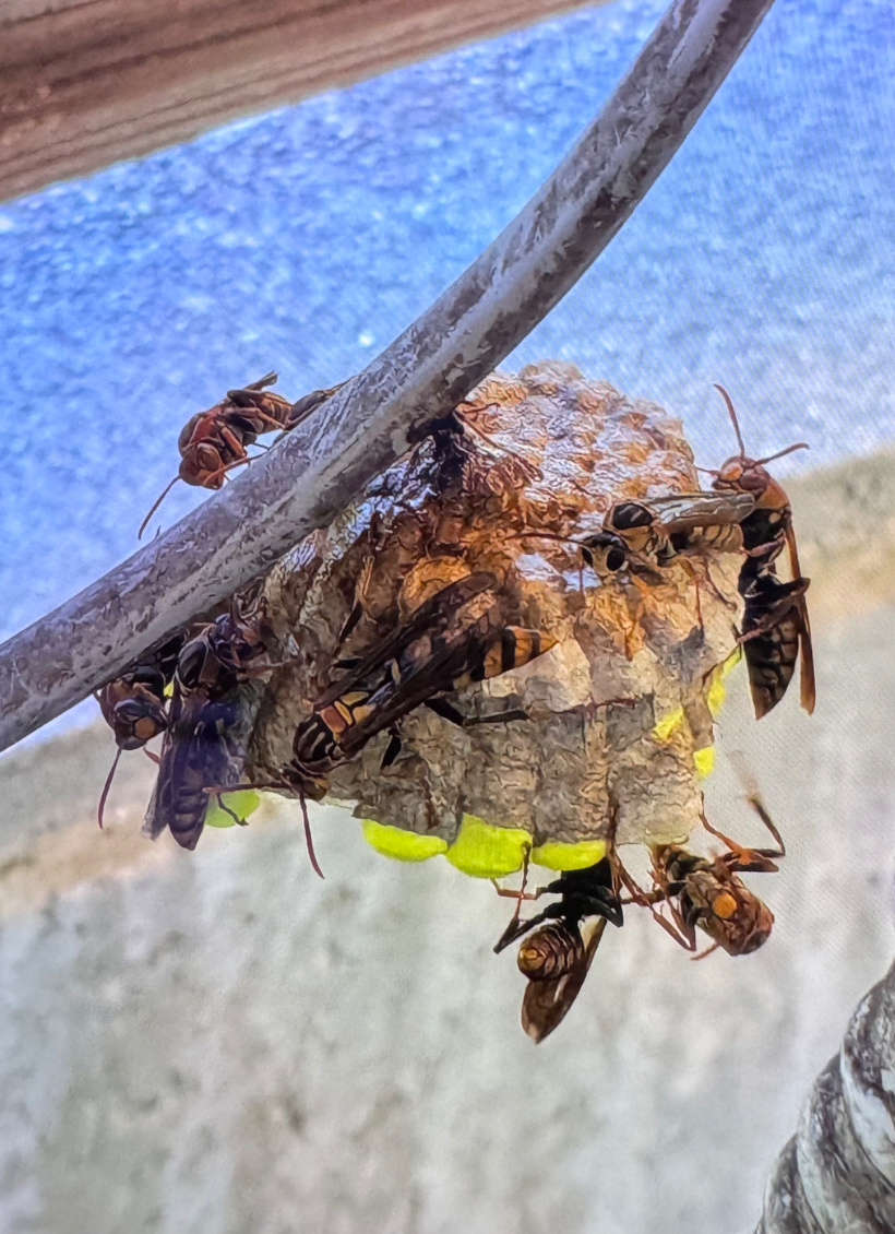 ハチの巣にはちが群がっている