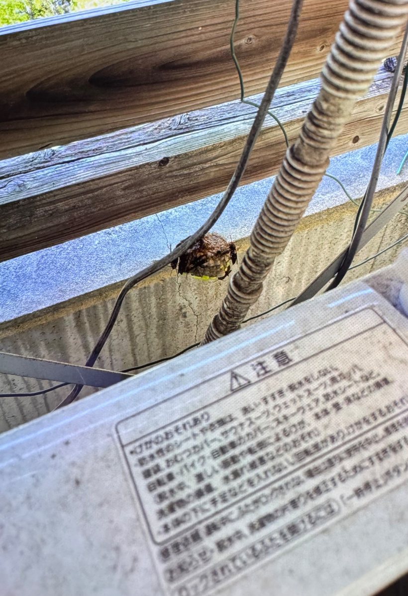 洗濯機の後ろのコードにハチの巣とハチがいる