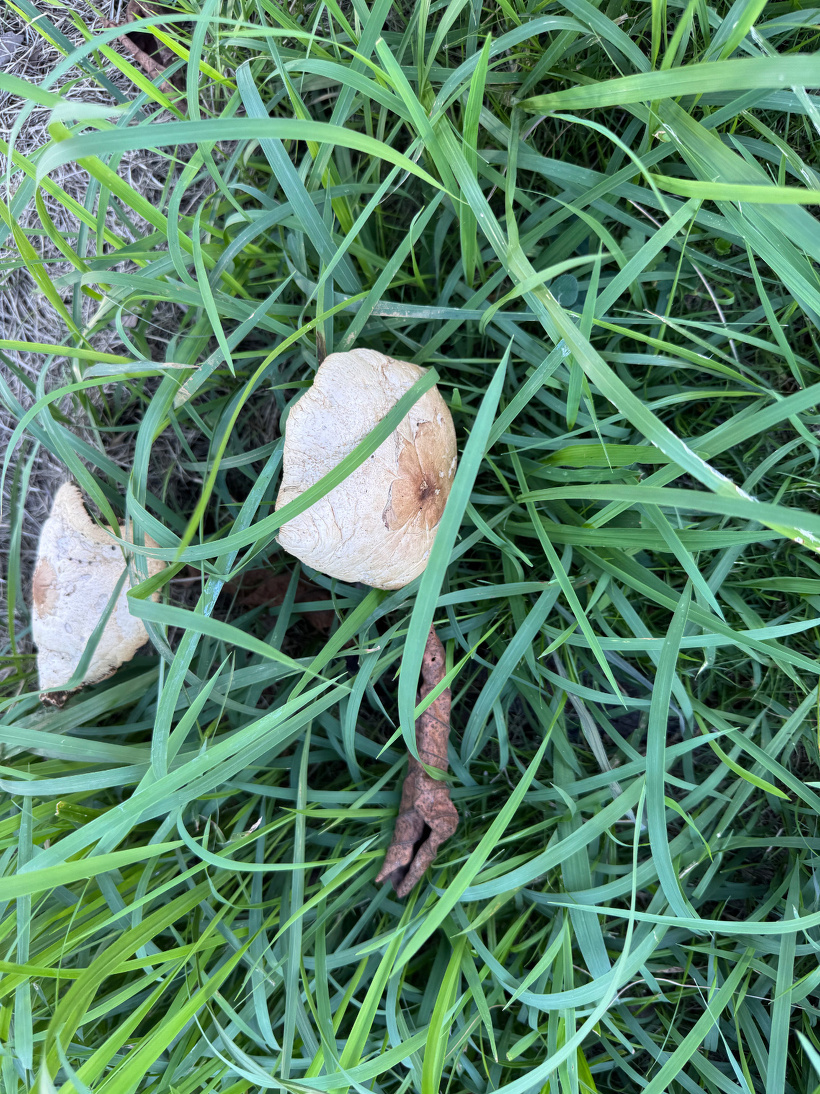 雑草の中にキノコが2本生えている