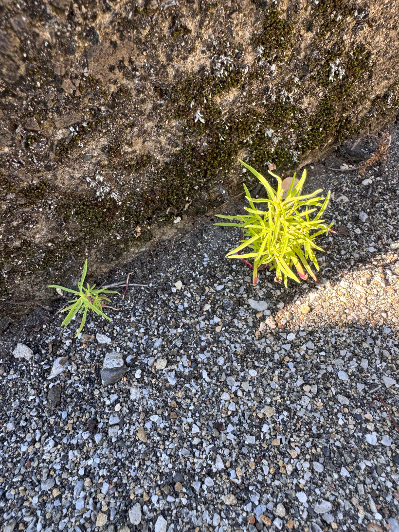 アスファルトから生えている2本のコキア