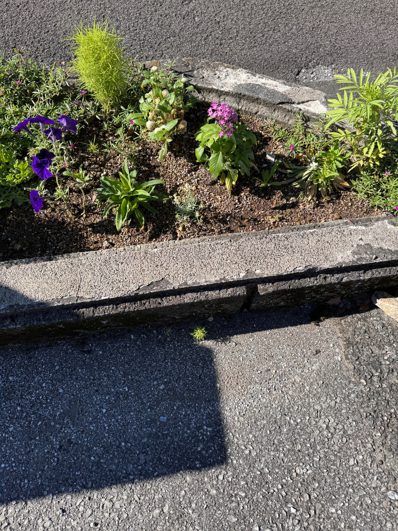 花壇の花とコキア