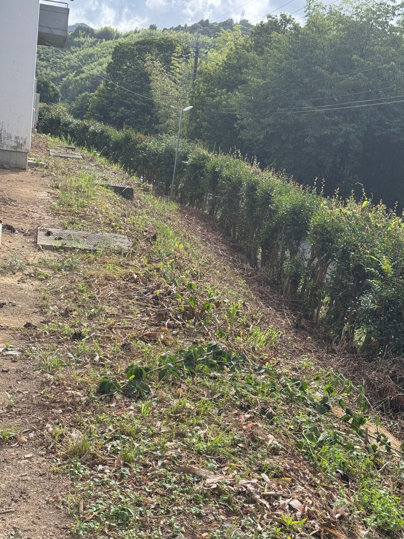 草を刈った後の場所