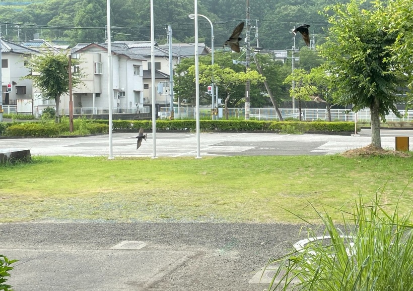 鳥が施設周辺を飛び回る様子