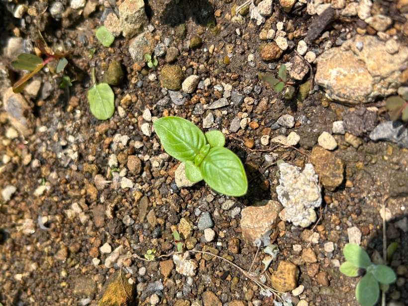 畑に植えているバジル
