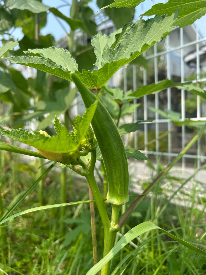 畑に実ったオクラ