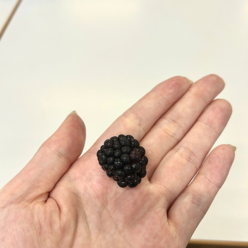 手のひらに乗せたブラックベリー。一粒