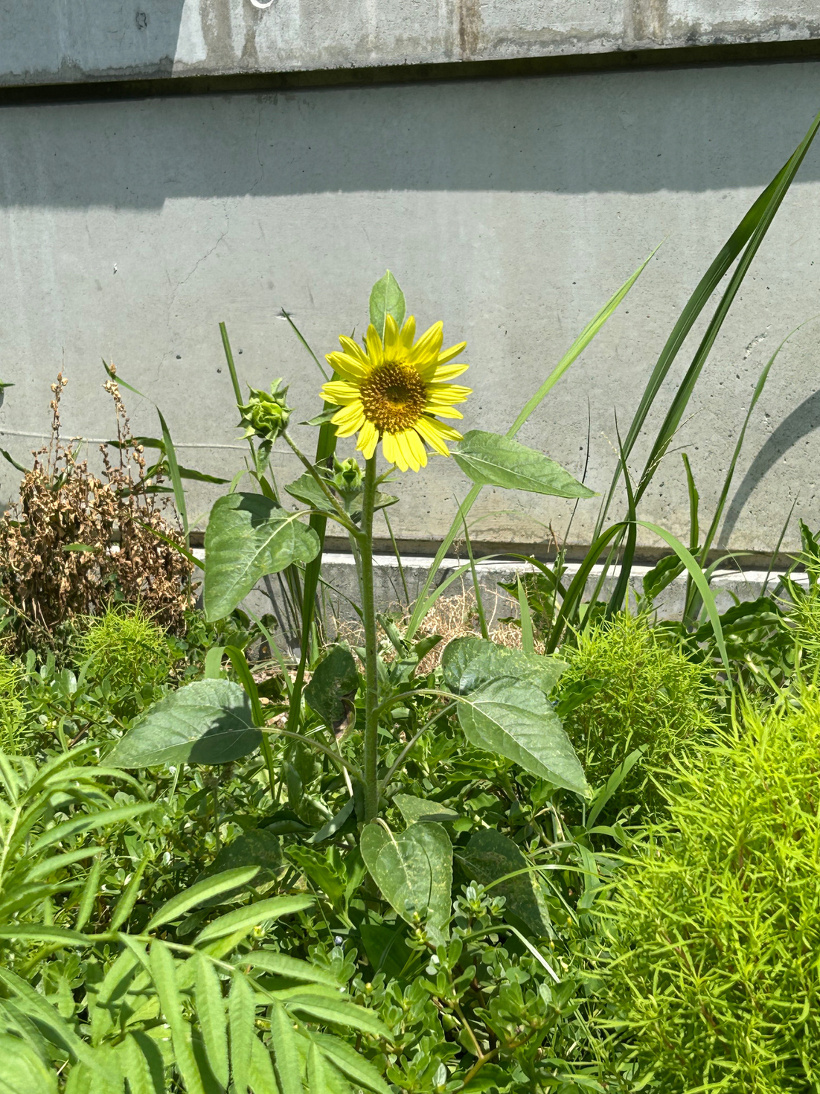 花壇に咲いた一輪のヒマワリ