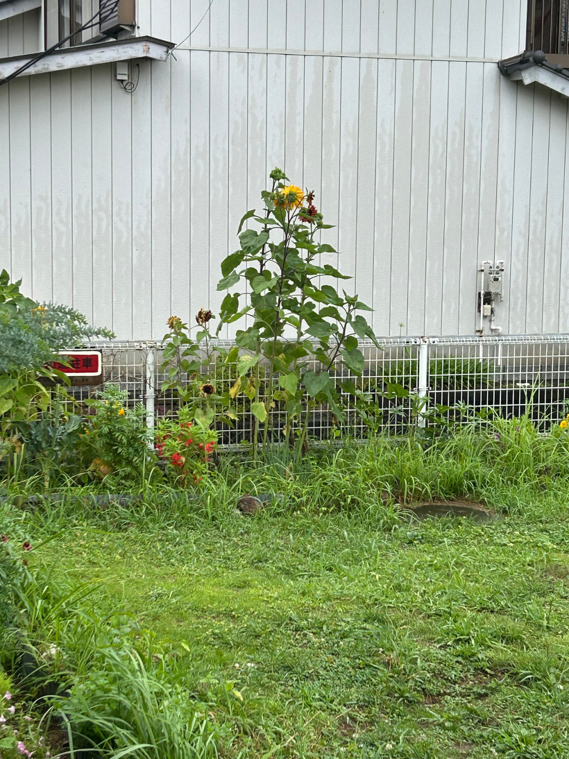 花壇に咲いたヒマワリ。推定180cm