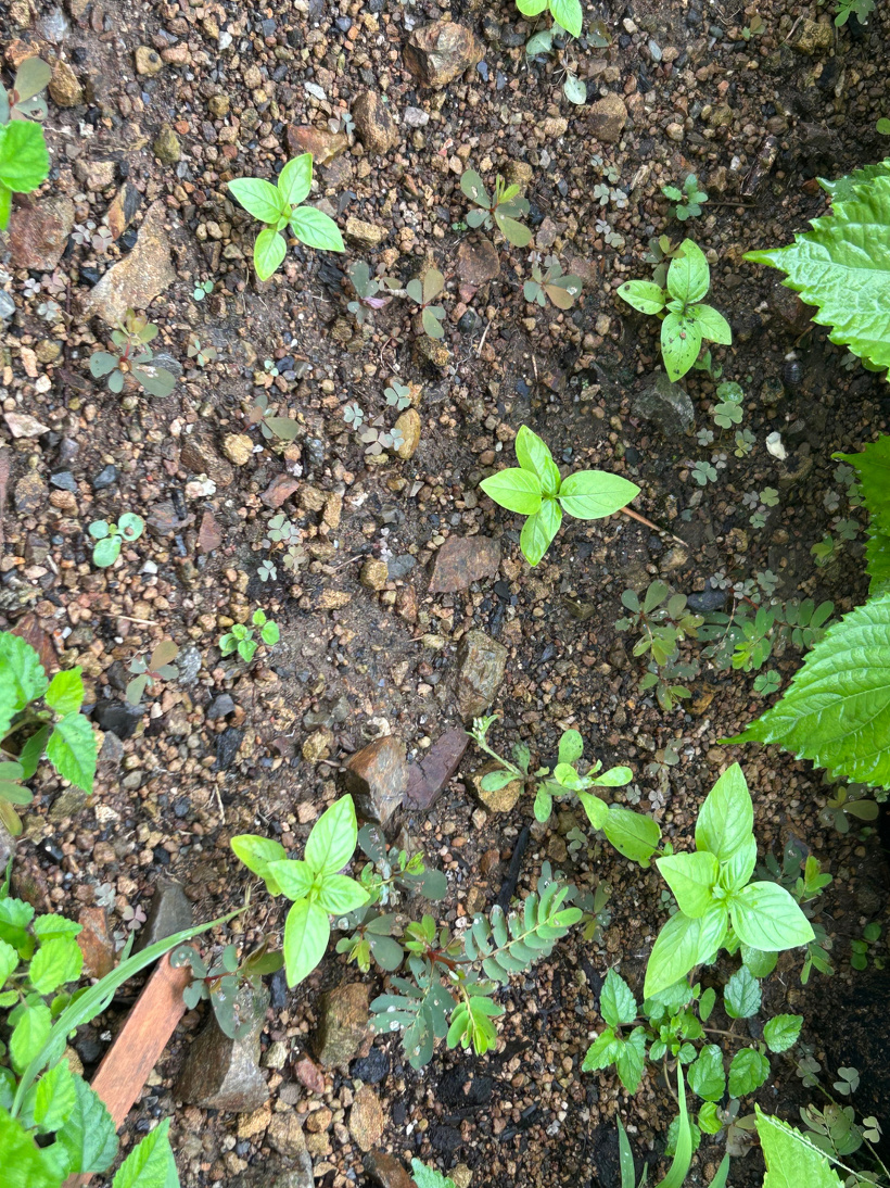 裏庭の畑に植えたバジル