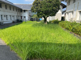 施設横の芝生が伸びている様子