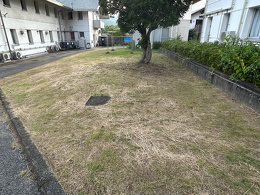 草刈り後の施設横の芝生の様子