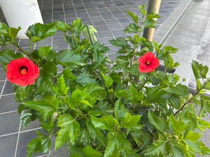 花壇に咲いている赤いハイビスカスの花。たくさんのつぼみをつけている。
