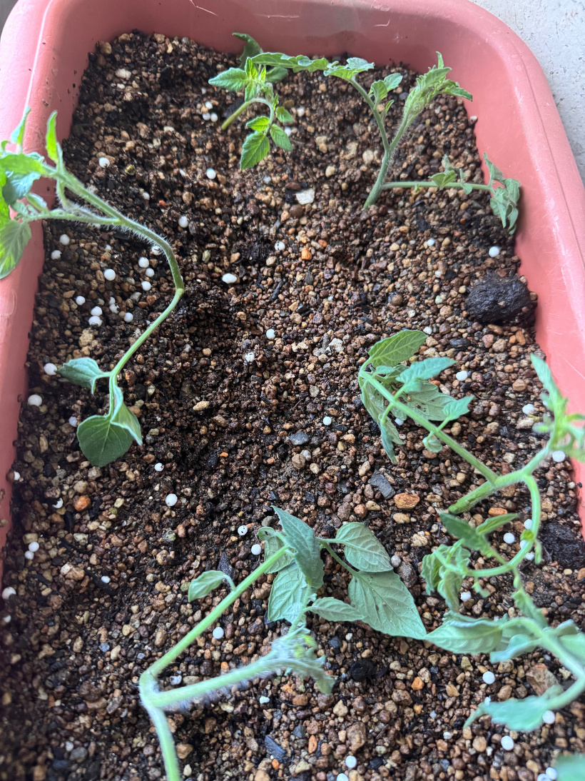 土に植わった、トマトの脇芽