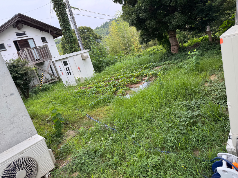 草が生えた芋畑