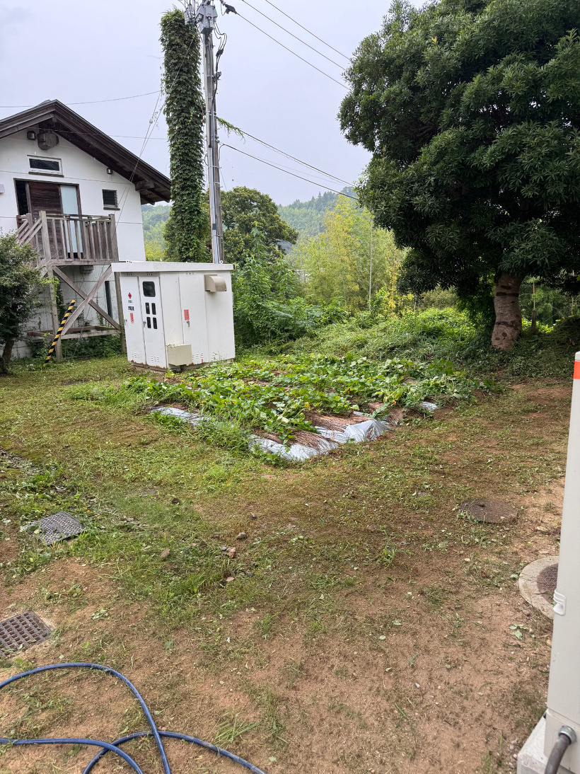 草を刈った後の芋畑