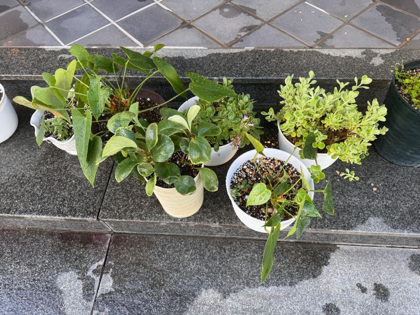 水をあげた観葉植物