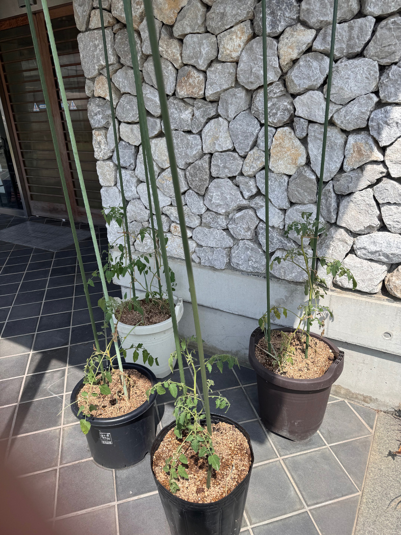 4つ鉢に植えたのトマトのなえ