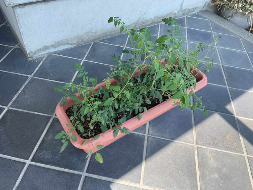 プランターに植えられたトマトの脇芽