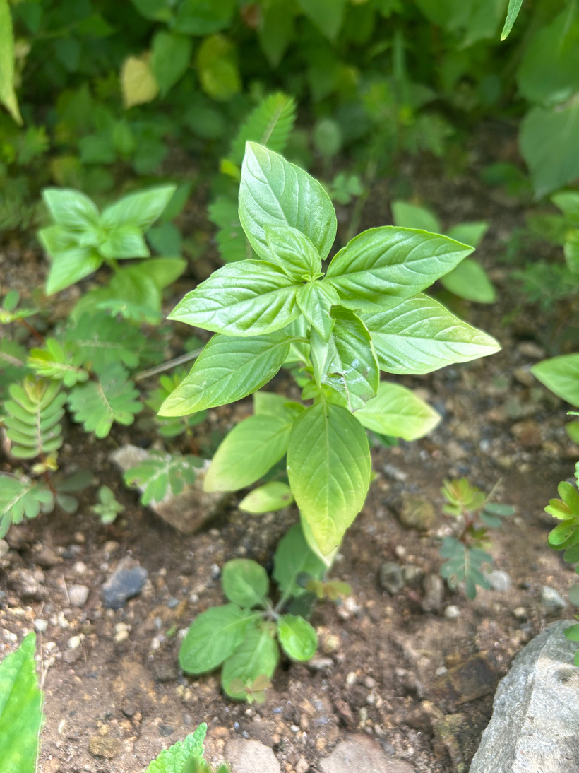裏庭の畑に植えているバジル
