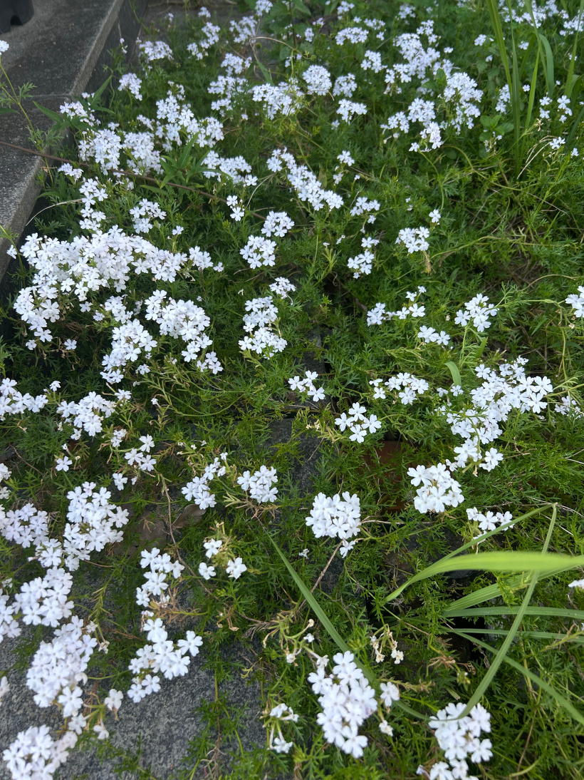花壇に咲いている白色の芝桜