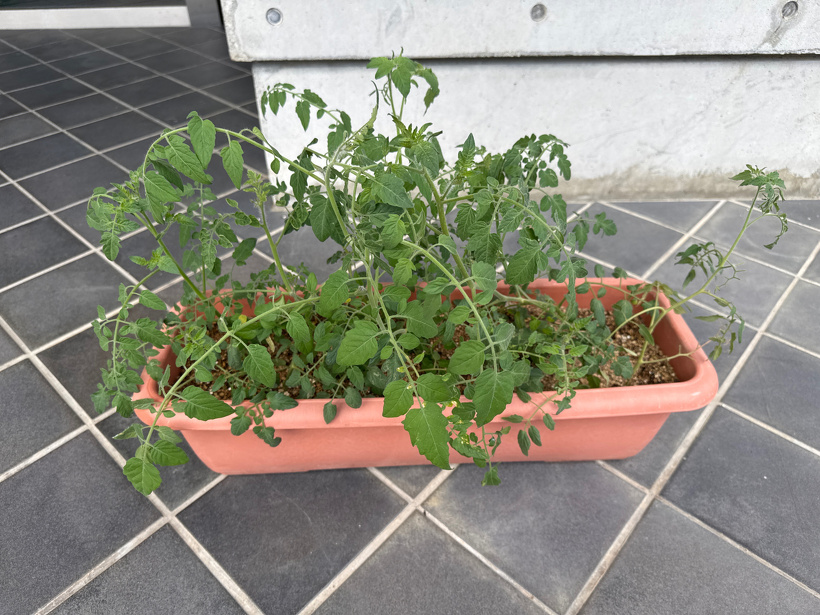 プランターにトマトの脇芽が植わっている