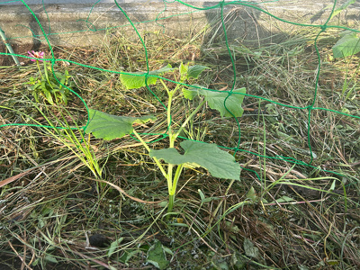 畑に植えたきゅうりの苗。周辺にニラを植えている