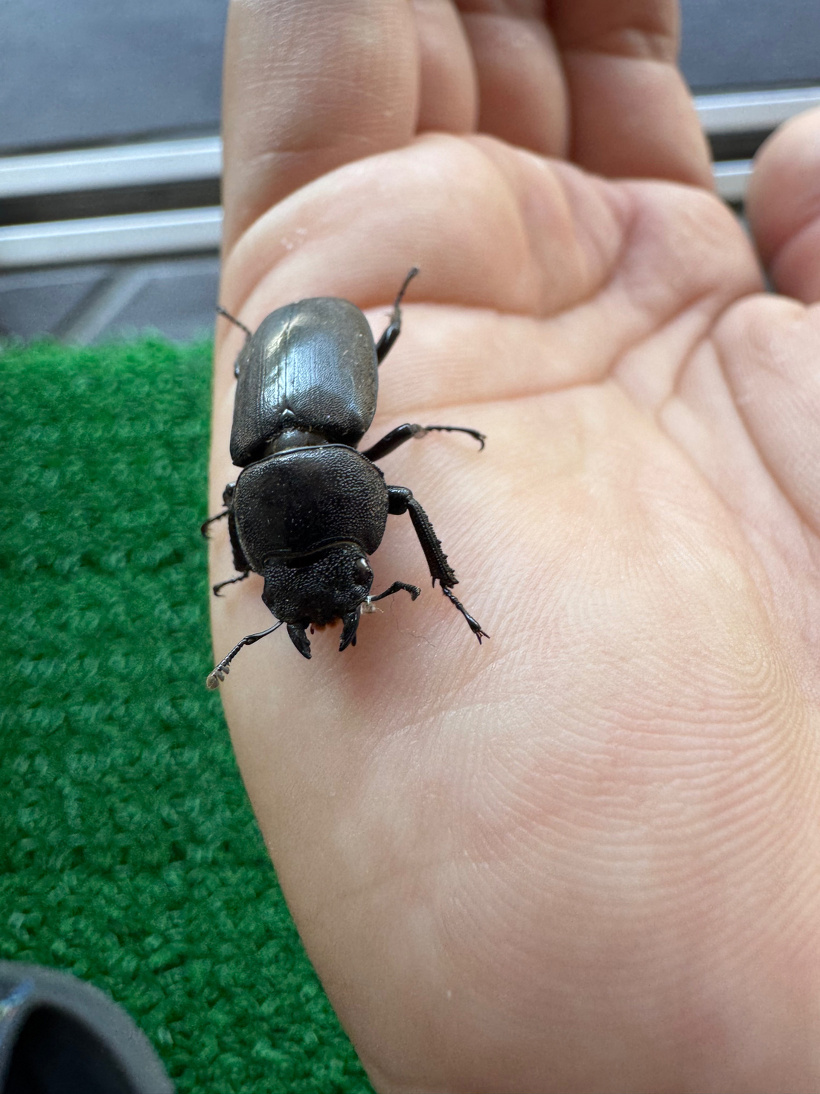 手にコクワガタが乗っている