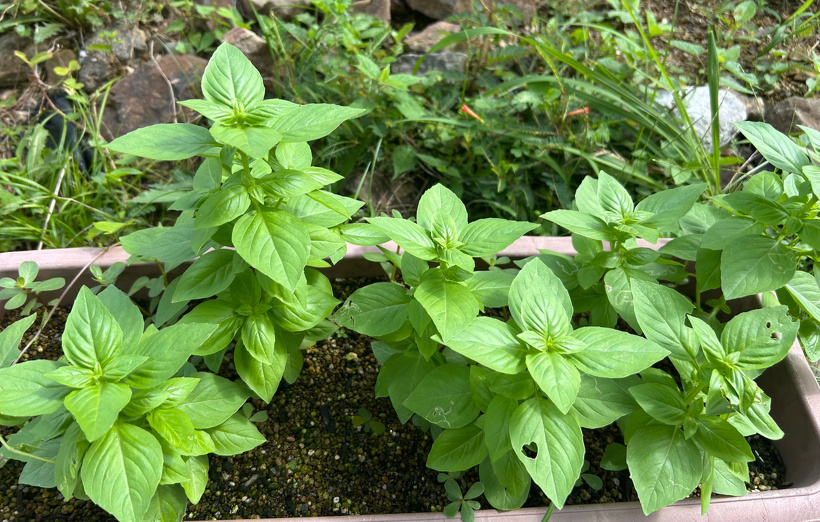 プランターに植えているバジル