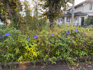 紫色の大きな朝顔が咲いている