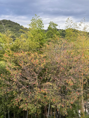 葉っぱが紅葉している