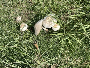 芝生に白のキノコが数本生えている様子