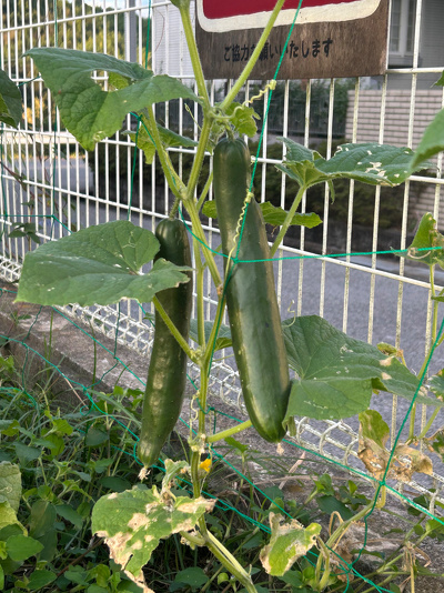 キュウリの実が2本なっている様子