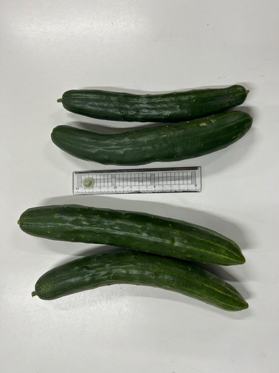 4本の収穫したキュウリと15cm物差しを並べて比較している様子