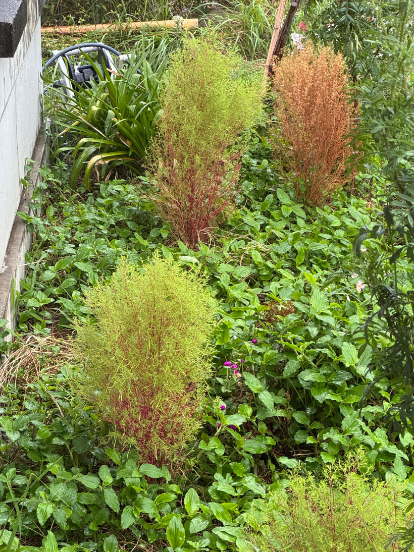 3つのコキアが花壇にある