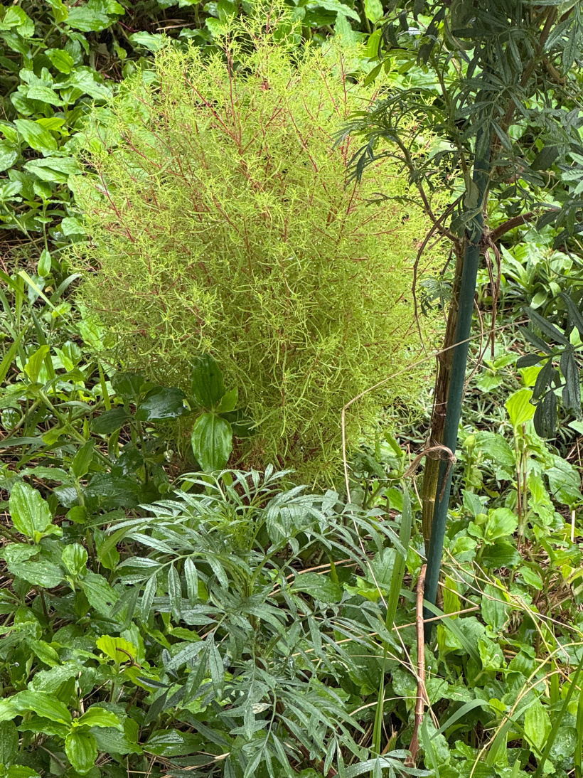 フワフワのコキア