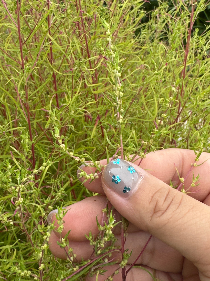 実をつけたコキア